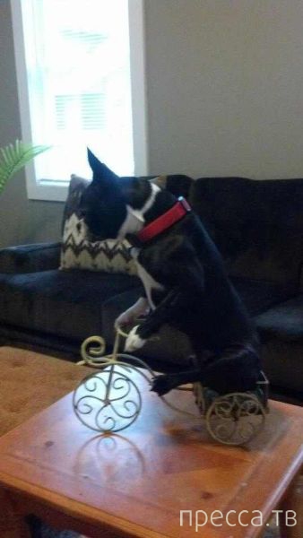 ����� �������� - �������� ��������, ����� 24 (46 ����)