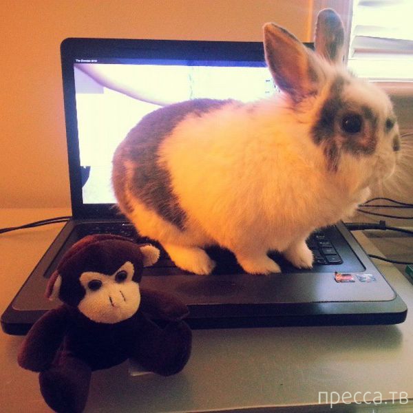 ����� �������� - �������� ��������, ����� 24 (46 ����)