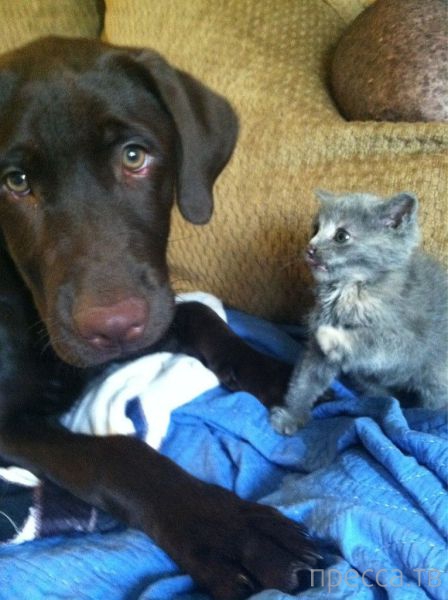 ����� �������� - �������� ��������, ����� 24 (46 ����)