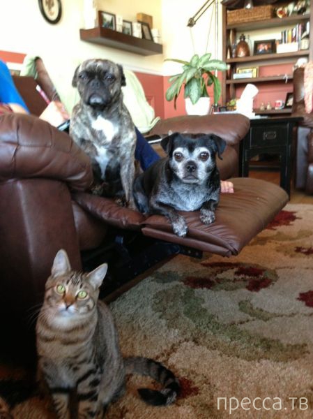 ����� �������� - �������� ��������, ����� 24 (46 ����)