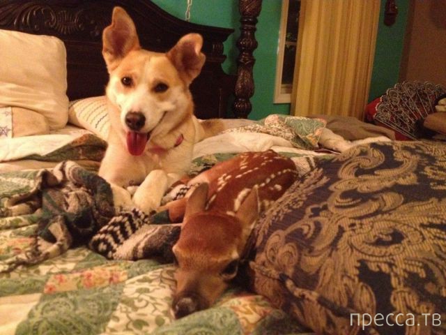 ����� �������� - �������� ��������, ����� 24 (46 ����)