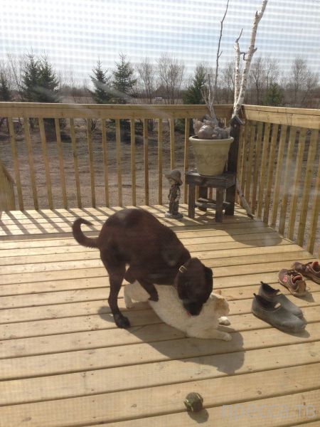 ����� �������� - �������� ��������, ����� 24 (46 ����)