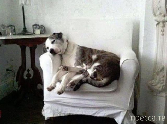 ����� �������� - �������� ��������, ����� 24 (46 ����)