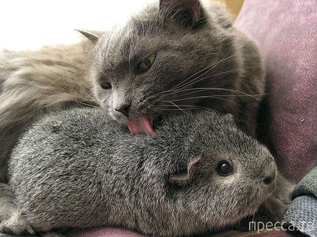 ����� �������� - �������� ��������, ����� 24 (46 ����)