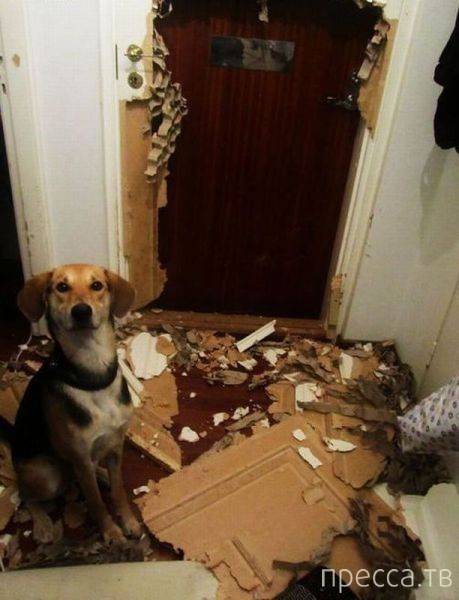 ����� �������� - �������� ��������, ����� 24 (46 ����)