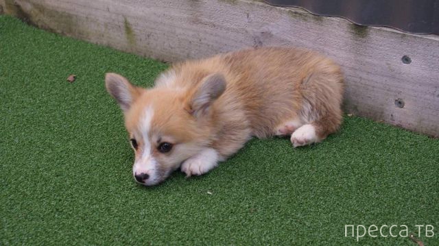 ����� �������� - �������� ��������, ����� 24 (46 ����)