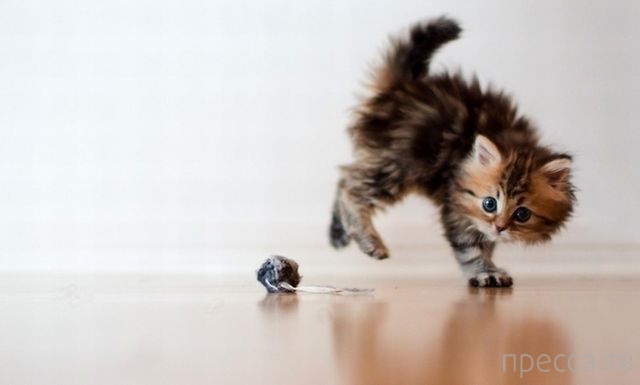 ����� �������� - �������� ��������, ����� 24 (46 ����)