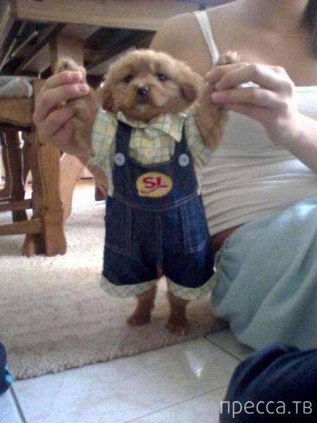 ����� �������� - �������� ��������, ����� 24 (46 ����)