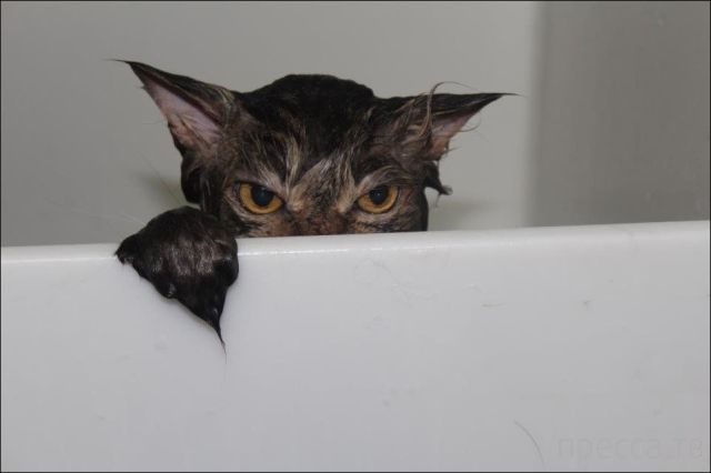 ����� �������� - �������� ��������, ����� 24 (46 ����)