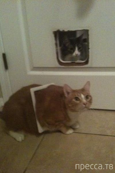 ����� �������� - �������� ��������, ����� 24 (46 ����)