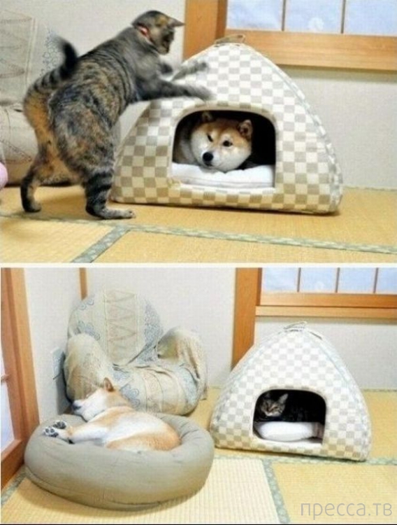 ����� �������� - �������� ��������, ����� 24 (46 ����)