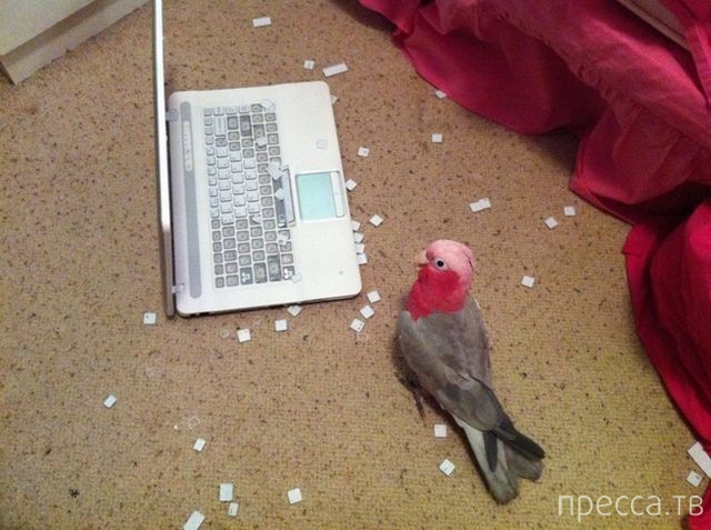 ����� �������� - �������� ��������, ����� 24 (46 ����)