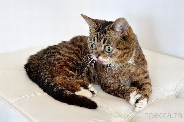 ����� �������� - �������� ��������, ����� 24 (46 ����)