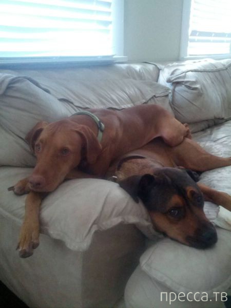 ����� �������� - �������� ��������, ����� 24 (46 ����)