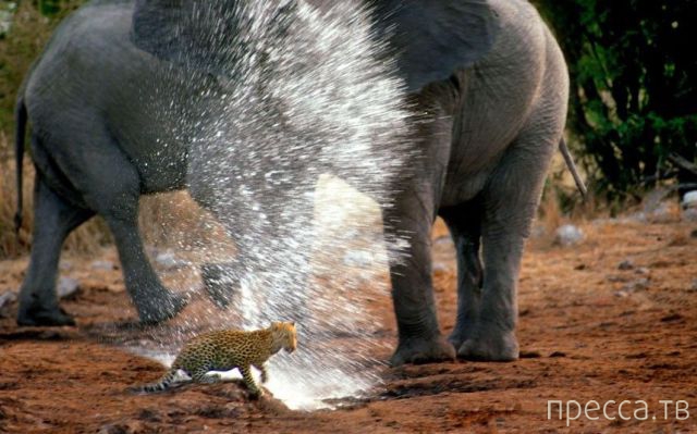 ����� �������� - �������� ��������, ����� 24 (46 ����)