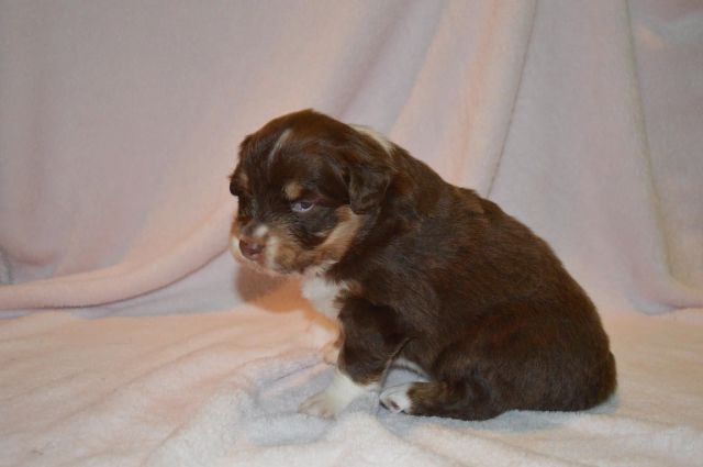 ����� �������� - �������� ��������, ����� 24 (46 ����)