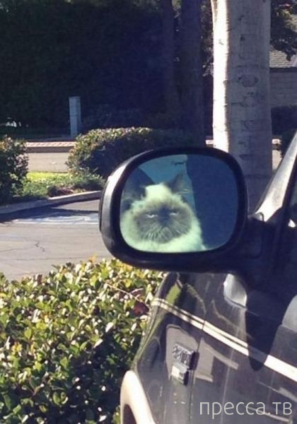 ����� �������� - �������� ��������, ����� 24 (46 ����)