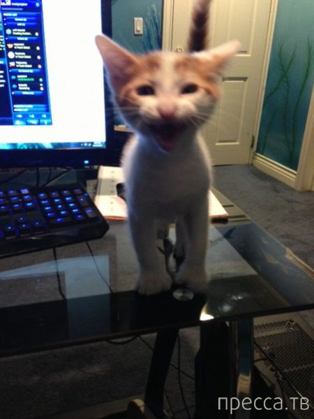 ����� �������� - �������� ��������, ����� 24 (46 ����)