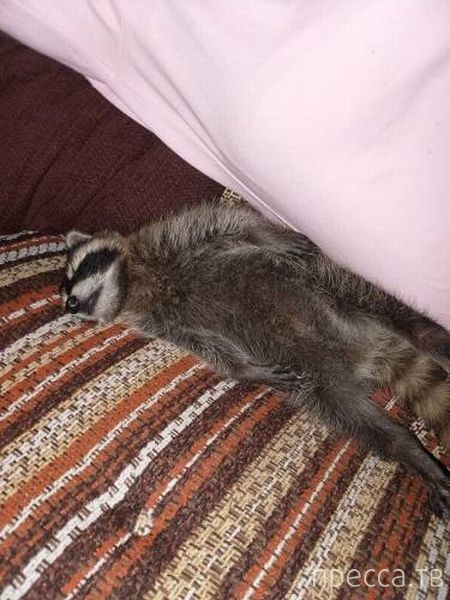 ����� �������� - �������� ��������, ����� 24 (46 ����)