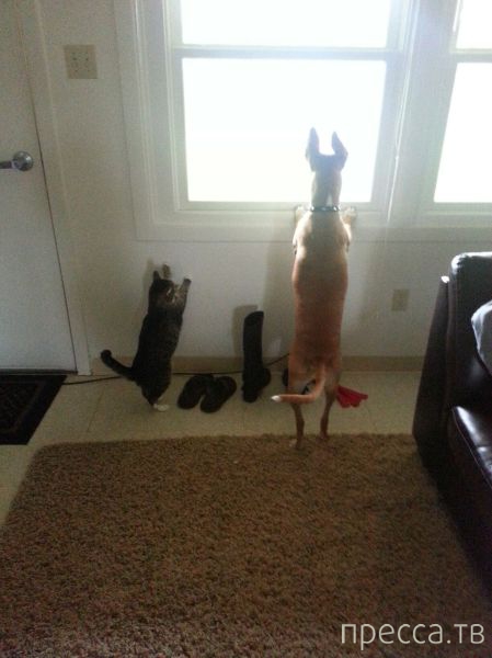 ����� �������� - �������� ��������, ����� 24 (46 ����)