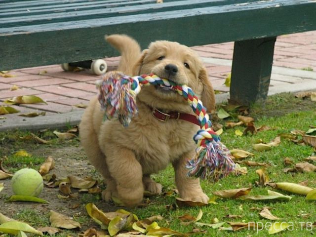 ����� �������� - �������� ��������, ����� 24 (46 ����)