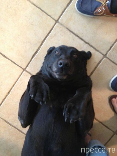 ����� �������� - �������� ��������, ����� 24 (46 ����)