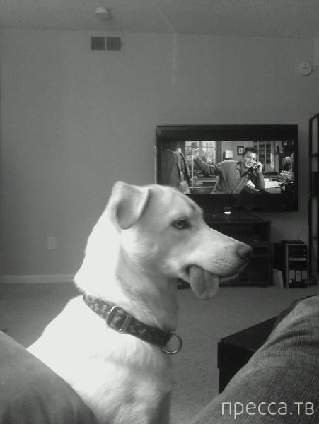 ����� �������� - �������� ��������, ����� 24 (46 ����)