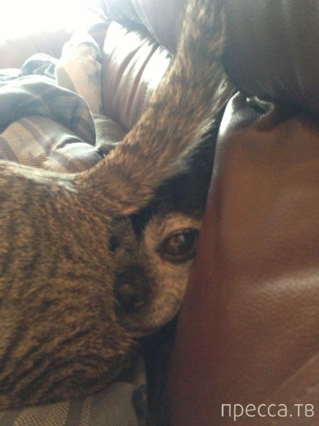 ����� �������� - �������� ��������, ����� 24 (46 ����)