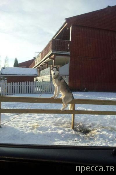 ����� �������� - �������� ��������, ����� 24 (46 ����)