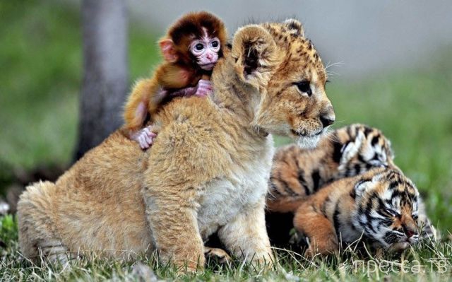 ����� �������� - �������� ��������, ����� 25 (47 ����)