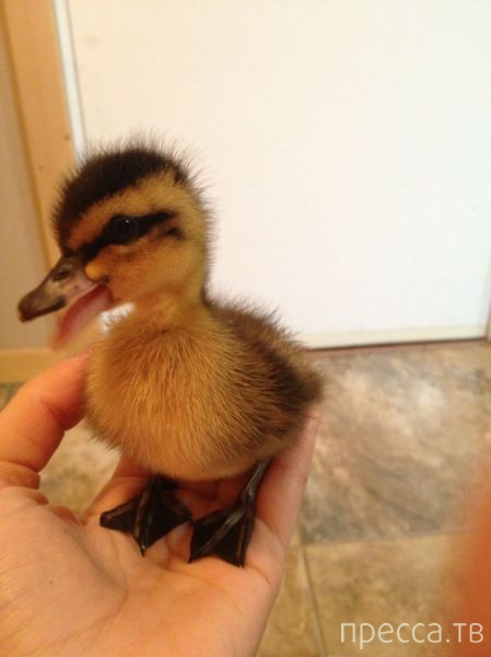 ����� �������� - �������� ��������, ����� 25 (47 ����)