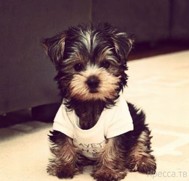 ����� �������� - �������� ��������, ����� 25 (47 ����)