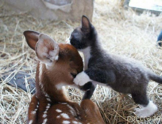 ����� �������� - �������� ��������, ����� 25 (47 ����)