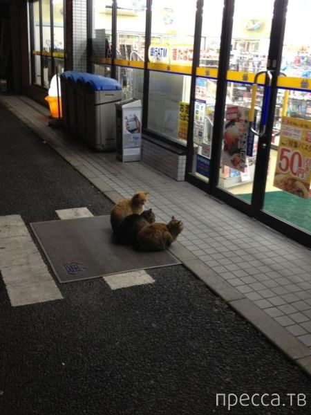 ����� �������� - �������� ��������, ����� 25 (47 ����)