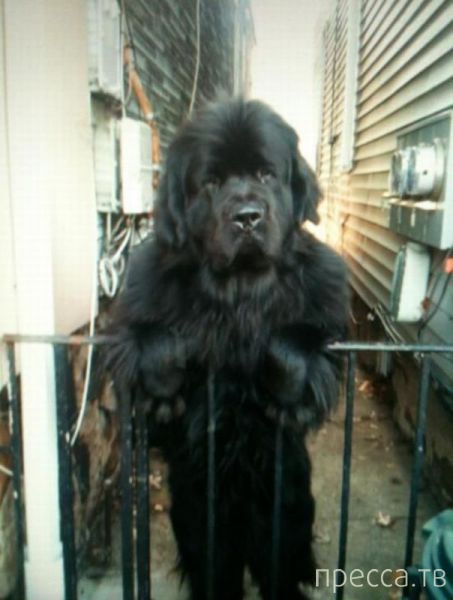 ����� �������� - �������� ��������, ����� 25 (47 ����)