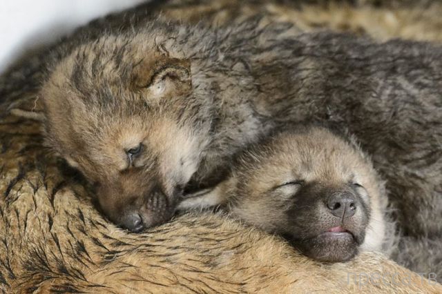 ����� �������� - �������� ��������, ����� 25 (47 ����)