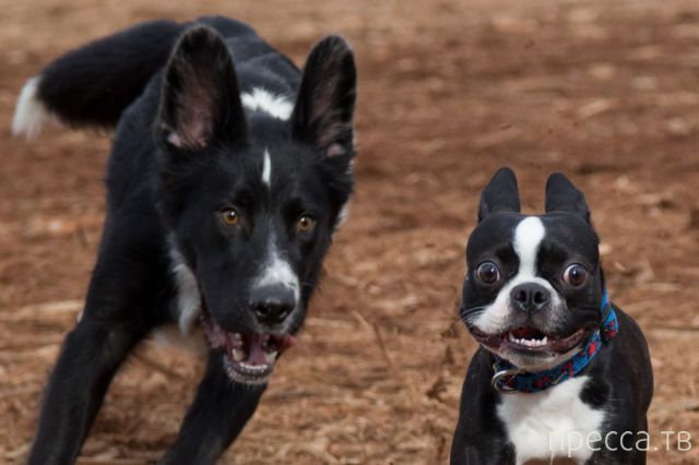 ����� �������� - �������� ��������, ����� 25 (47 ����)