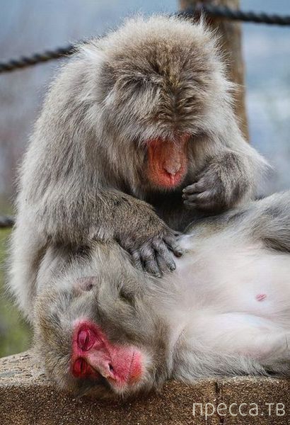 ����� �������� - �������� ��������, ����� 25 (47 ����)