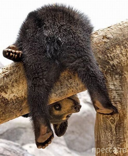 ����� �������� - �������� ��������, ����� 25 (47 ����)