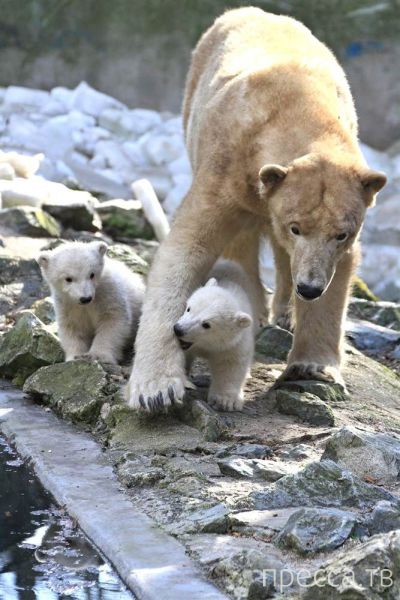 ����� �������� - �������� ��������, ����� 25 (47 ����)