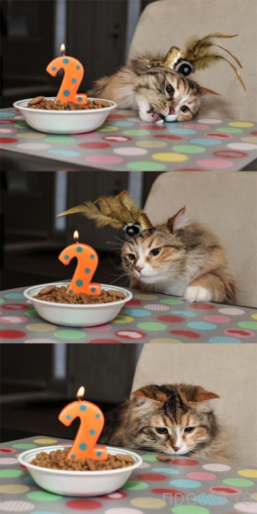 ����� �������� - �������� ��������, ����� 25 (47 ����)