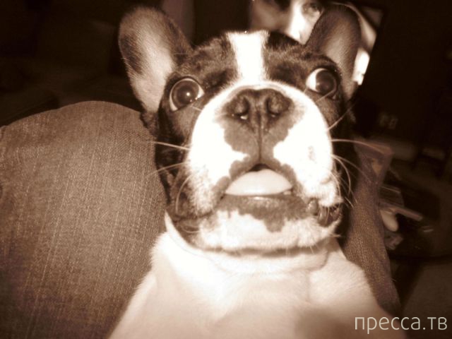 ����� �������� - �������� ��������, ����� 25 (47 ����)