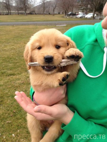 ����� �������� - �������� ��������, ����� 25 (47 ����)