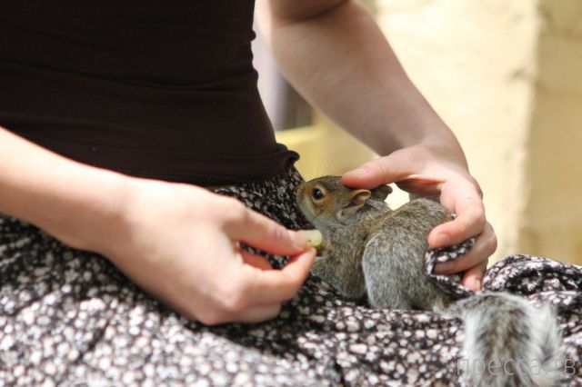 ����� �������� - �������� ��������, ����� 25 (47 ����)