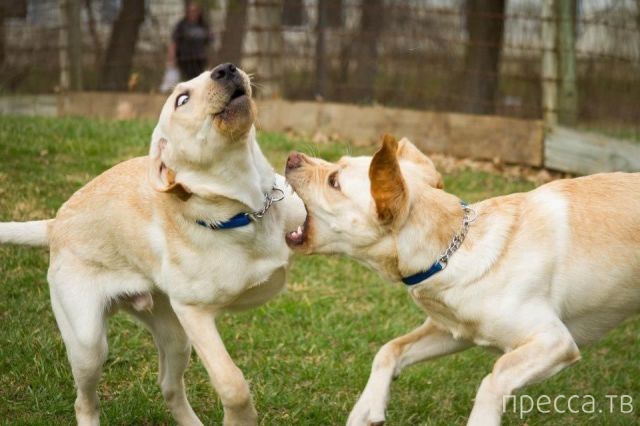 ����� �������� - �������� ��������, ����� 25 (47 ����)