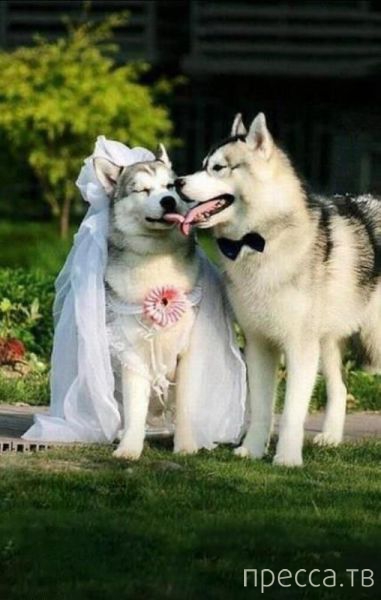 ����� �������� - �������� ��������, ����� 25 (47 ����)