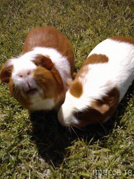 ����� �������� - �������� ��������, ����� 25 (47 ����)