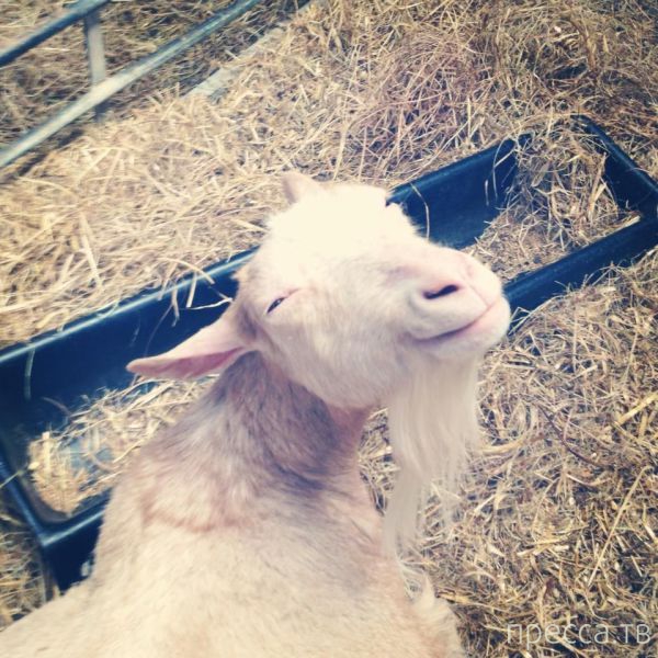 ����� �������� - �������� ��������, ����� 25 (47 ����)