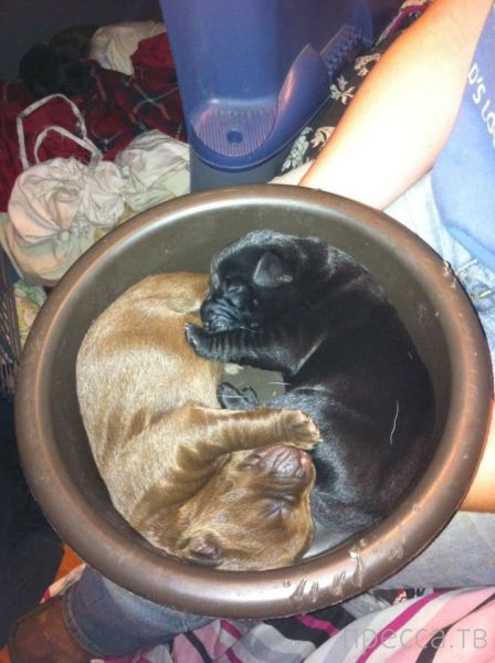 ����� �������� - �������� ��������, ����� 25 (47 ����)