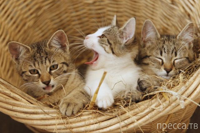 ����� �������� - �������� ��������, ����� 25 (47 ����)